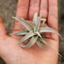 Chiapensis Tillandsia