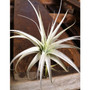 Gardneri Tillandsia