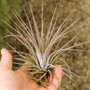 Hammeri Tillandsia