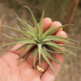 Plagiotropica Tillandsia