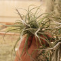Reichembachii Clump Tillandsia