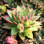Emerald Spring Hens and Chicks side view