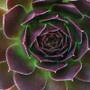 Blaze Jovibarba Succulent close view