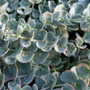 Sedum Seiboldii Stonecrop