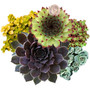Hardy Semp & Sedum Collection 12