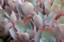 Colorful Afterglow Echeveria