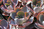 Echeveria Afterglow Succulent