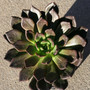 Black Prince Echeveria