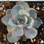Blue Bells Echeveria