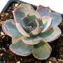 Echeveria Blue Bells