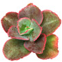 Dick's Pink Echeveria