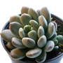 Pachyveria Belle Blue
