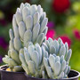 Echeveria Elegans Blue