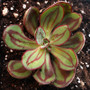 Nodulosa Painted Echeveria