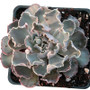 Rosea Echeveria