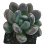 Tolimanensis Echeveria