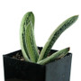 Gasteria Marble side