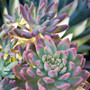 Graptosedum Darly Sunshine Plant