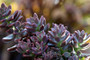 Graptosedum Vera Higgins Plant