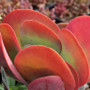 Flapjack Kalanchoe in May