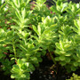 Takesimense Sedum Side