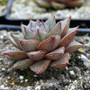 Echeveria Purpusorum side