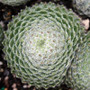 Borisii Sempervivum ciliosum