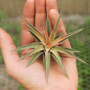 Tillandsia Velutina Air Plant