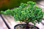 Dwarf Japanese Garden Juniper Mini Conifer