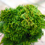 Thoweil Hinoki Mini Conifer Foliage
