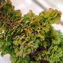 Primo Arborvitae Mini Conifer Foliage