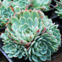 Echeveria Nanahukumini Korean