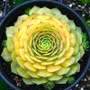 Sempervivum Gold Nugget in October