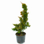 Thuja occidentalis Malonyana Holub