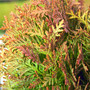 Autumn Moon Mini Conifer Foliage