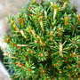 Jessy's Spruce Mini Conifer Needles