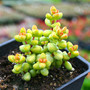 Crassula Brevifolia