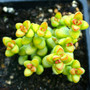 Crassula Brevifolia Succulent Plant