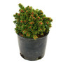Picea abies Thumbelina Spruce