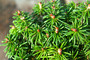 Duflon Alpine Fir Mini Conifer Needles