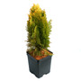 Morgan Dwarf Thuja Arborvitae