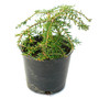 Cole's Prostrate Canadian Hemlock