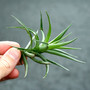 Mad Pupper Airplant Bergeri