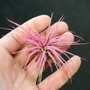 Air Plant Ionantha - Raspberry Enhanced