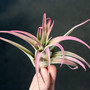 Air Plant Capitata Raspberry