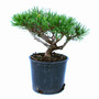 Slowmound Mugo Pine Bonsai
