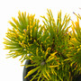 Yellow Mugo Pine - Laarheide