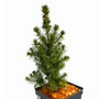 Picea glauca Daisy's White