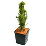 Draht Hexe Hinoki Cypress in March