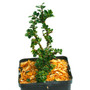 Ilex crenata Green Dragon